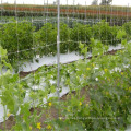 Wear Resistance Trellis Net Climbing Plants Supporting Net